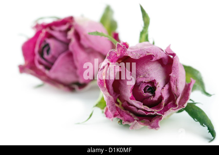 Dried pink roses isolated on white background with shadows Stock Photo