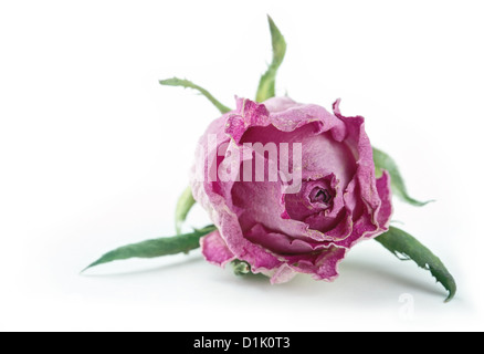 Single faded dry pink rose isolated on white background Stock Photo