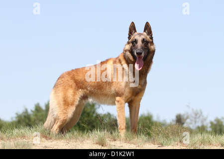 Dog Belgian shepherd Malinois adult standing Stock Photo