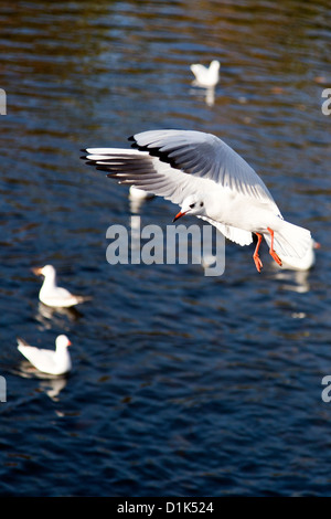 Black-headed gull in winter plumage in flight at Victoria Park, Tower Hamlets, London, England, UK. Stock Photo