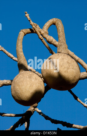 Monkey oranges. Stock Photo