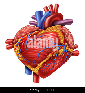 Human heart in the shape of a love symbol using the organ from the body anatomy for loving a healthy living isolated on white background as a medical health care symbol of an inner cardiovascular organ. Stock Photo
