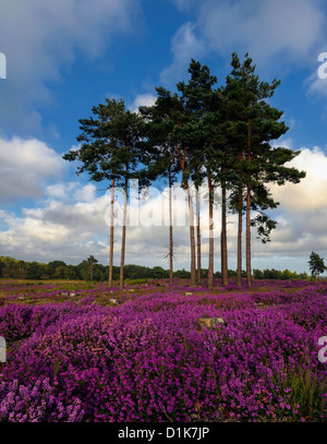Scots Pine trees and bell heather (Erica cinerea) in bloom at Arne in Dorset.