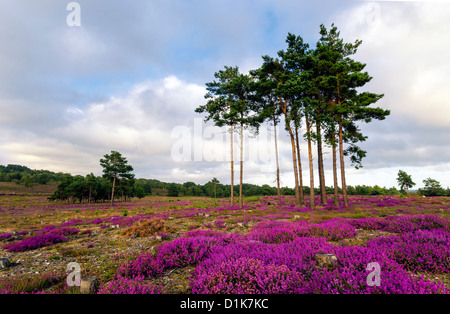 Scots Pine trees and heather in bloom at Arne in Dorset. Stock Photo