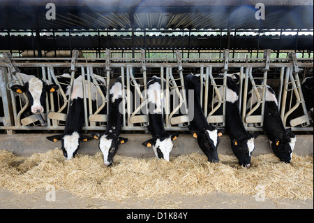 Dairy farm with rows of cows at feeding time Stock Photo