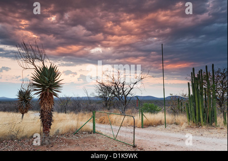 Damaraland sunrise. A Windhoek aloe (Aloe littoralis) and the Hankow Plains, looking east to the Fransfontein mountains (Fransfonteinberge)