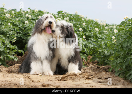 Dog Bearded Collie / Beardie adult and puppy sitting in a field Stock Photo