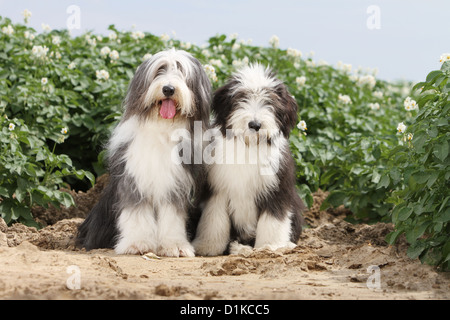 Dog Bearded Collie / Beardie adult and puppy sitting in a field Stock Photo