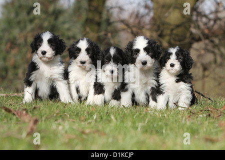 Dog Bearded Collie / Beardie five puppies sitting on grass Stock Photo