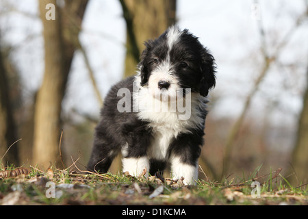 Dog Bearded Collie / Beardie puppy standing Stock Photo