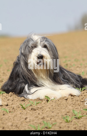 Dog Bearded Collie / Beardie adult lying on the ground Stock Photo