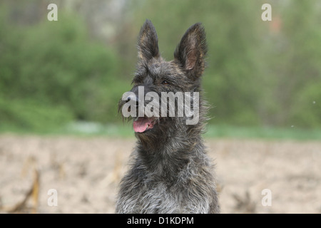 Dog Berger Picard /  Picardy Shepherd adult portrait Stock Photo