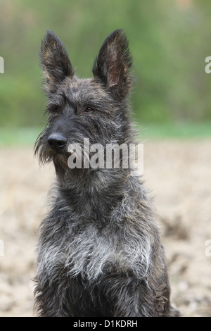 Dog Berger Picard /  Picardy Shepherd adult portrait Stock Photo