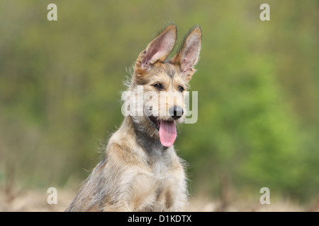 Dog Berger Picard /  Picardy Shepherd puppy portrait Stock Photo