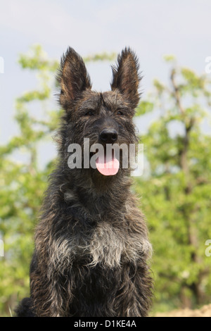 Dog Berger Picard /  Picardy Shepherd adult portrait Stock Photo
