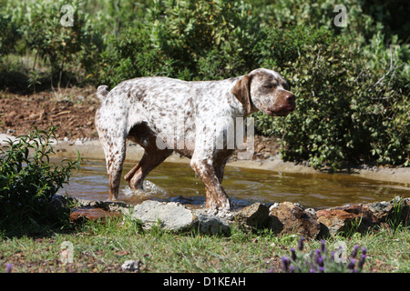 Dog Braque du Bourbonnais / Bourbonnais Pointing Dog  adult walking Stock Photo