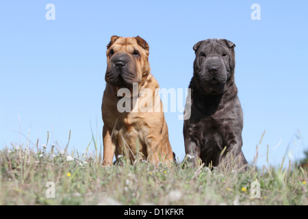 Dog Shar pei two adults sitting different colors Stock Photo