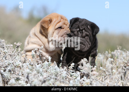 Dog Shar pei two puppies fawn and black Stock Photo