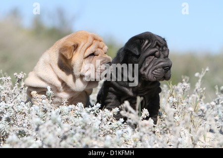 Dog Shar pei two puppies fawn and black Stock Photo