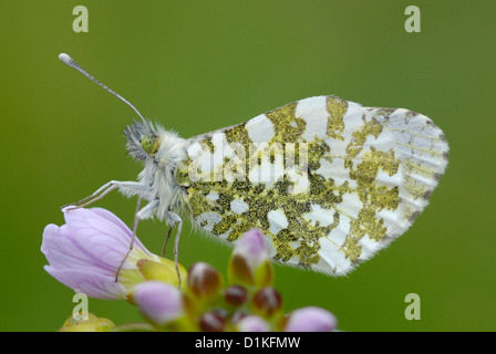 Female Orange-tip butterfly (Anthocharis cardamines) on Lady's Smock Stock Photo