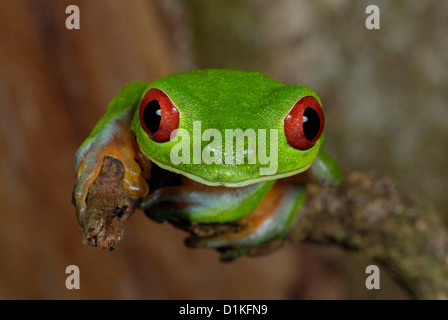 Red-eyed Treefrog (Agalychnis callidryas) in Costa Rica rainforest Stock Photo