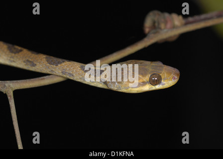 Northern Cat-eyed Snake (Leptodeira septentrionalis) in Costa Rica rainforest Stock Photo