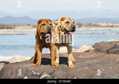 Dog Shar pei two adults standing on a rock Stock Photo