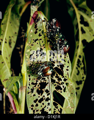 JAPANESE BEETLE (POPILLIA JAPONICA) ADULTS MATING ON DAMAGED LEAF Stock Photo