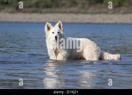 White Swiss Shepherd / Dog Berger blanc Suisse standing in water Stock Photo