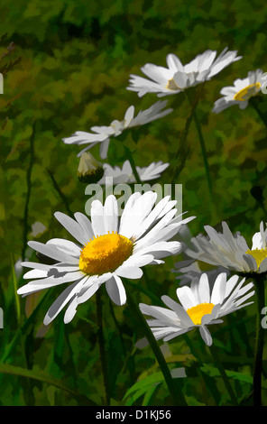 Chrysanthemum leucanthemum or ox-eye daisy in early summer Wiltshire England UK EU Stock Photo
