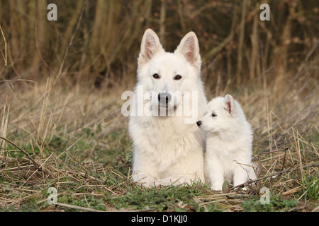 White Swiss Shepherd Dog Berger blanc suisse Stock Photo