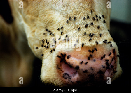 FACEFLY (MUSCA AUTUMNALIS) ADULTS, CATTLE PEST CLUSTERING ON FACE Stock Photo