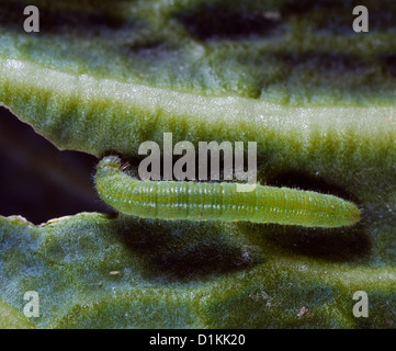 EUROPEAN CABBAGE BUTTERFLY CABBAGE WHITE BUTTERFLY (PIERIS RAPAE) LARVA FEEDING ON CABBAGE LEAF Stock Photo