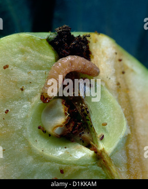 CODLING MOTH LARVA (CARPOCAPSA SP./CYDIA POMONELLA) ENTERED CALYX OF APPLE AND ATE PORTIONS OF SEED IN APPLE CORE Stock Photo