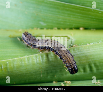 FALL ARMYWORM (LAPHYGMA FRUGIPERDA; SPODOPTERA FRUGIPERDA) LARVA ON DAMAGED CORN; DESTRUCTIVE TO CORN AND OTHER GRASSES Stock Photo