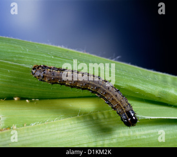 FALL ARMYWORM (LAPHYGMA FRUGIPERDA; SPODOPTERA FRUGIPERDA) LARVA ON DAMAGED CORN; DESTRUCTIVE TO CORN AND OTHER GRASSES Stock Photo