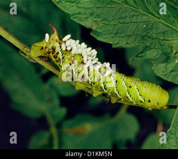 Caterpillar larva parasitized by braconid wasp larvae Stock Photo - Alamy