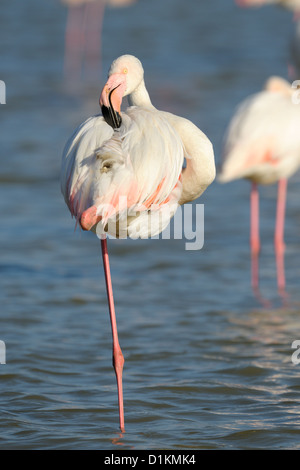 Greater Flamingo (Phoenicopterus roseus)  standing and grooming his feathers in a pond, with another in background, Camargue, France.. Stock Photo