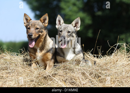 Dog Swedish Vallhund  vastgotaspets two puppies sitting in the straw Stock Photo