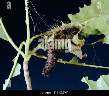 A Gypsy Moth (Lymantria dispar) pupa attached to the side of an oak ...