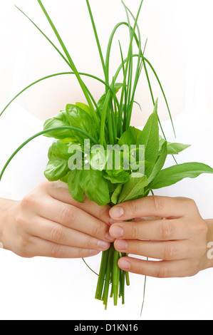 Hands of young woman holding fresh herbs, basil, chive, sage - cut out Stock Photo