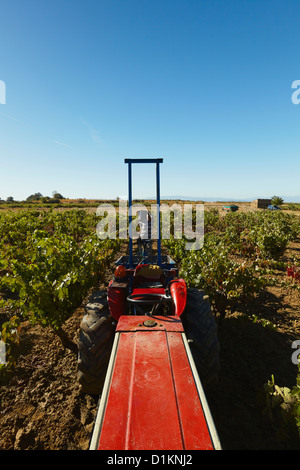 Harvesting of wine 'tempranillo' grapes. Lanciego. Rioja alavesa wine route. Alava. Basque country. Spain Stock Photo