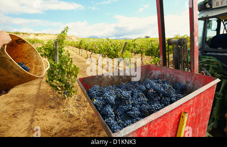 Harvesting of wine 'tempranillo' grapes. Lanciego. Rioja alavesa wine route. Alava. Basque country. Spain Stock Photo