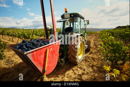 Harvesting of wine 'tempranillo' grapes. Lanciego. Rioja alavesa wine route. Alava. Basque country. Spain Stock Photo