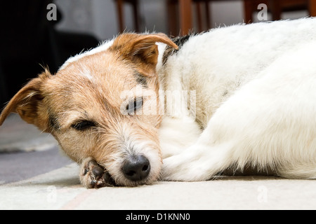 Old Jack Russell sleeping Stock Photo