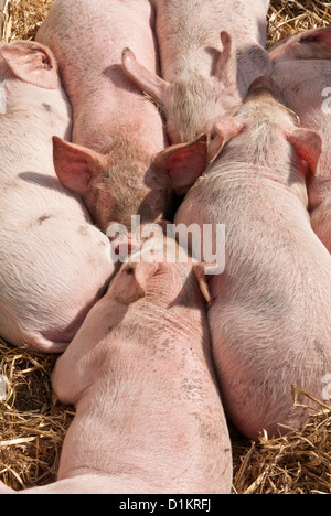 Sleeping piglets lying in straw bed. Perthshire, Scotland Stock Photo