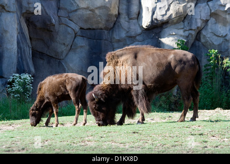 American Bison at Brookfield Zoo Stock Photo