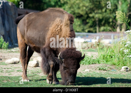 American Bison at Brookfield Zoo Stock Photo