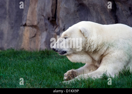 POLAR BEAR (Ursus maritimus) at Brookfield Zoo Stock Photo