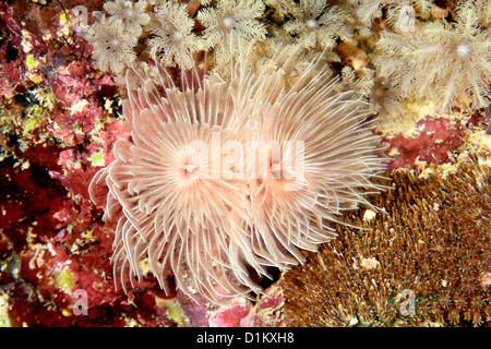 Magnificent Tube Worm, Protula bispiralis, previously Protula magnifica. Stock Photo